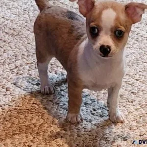 Lovely Chihuahua Puppies male and female