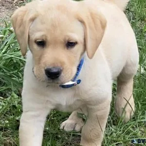 Adorable Labrador Retriever Puppies
