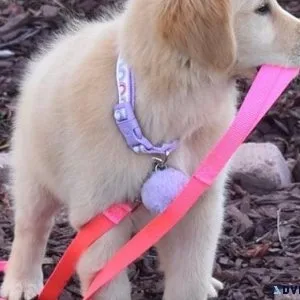 AKC Golden Retriever Puppies