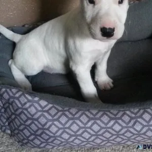 Gorgeous Miniature Bull Terrier Puppies