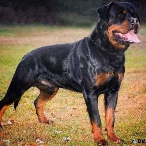 RODWELL DOG
