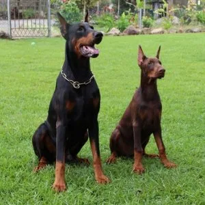 Professional dog trainer in chennai