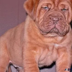 Male and female Dogue De Bordeaux puppies