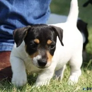 Lovely Jack Russel Terrier Puppies