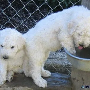 Home raised Komondor Puppies male and female