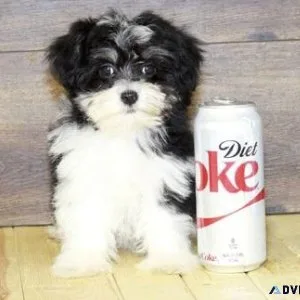Top home raised Havanese Puppies