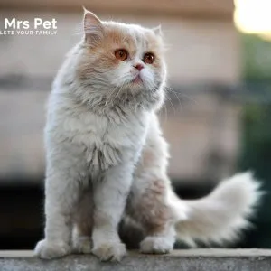 Persian kitten in chennai