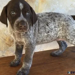 Beautiful German Shorthaired Pointer Puppies