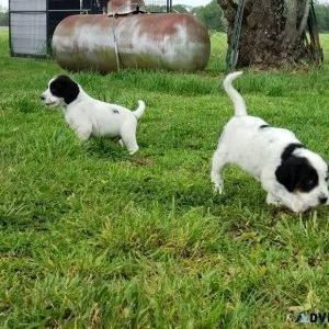 Stunning English Setter puppies available