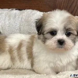 Lovely Lhasa Apso Puppies male and female
