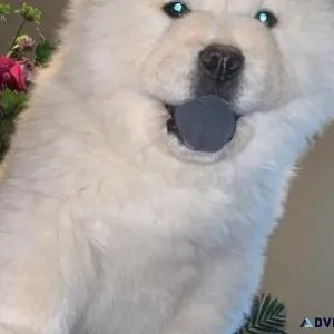 Gorgeous Chow Chow puppies