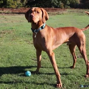 Elite Vizsla Stud Services for Discerning Breeders