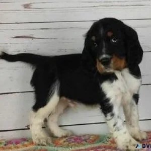 Cute English Springer Spaniel Puppies.