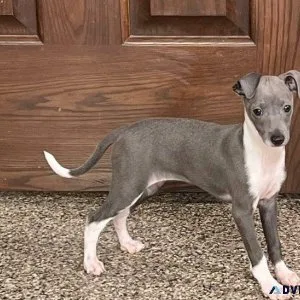 Healthy Italian Greyhound Puppies