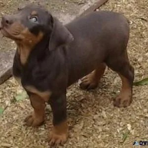 Cute Doberman puppies