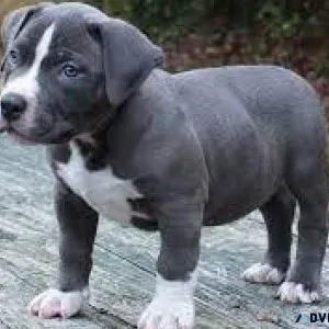 pitbull.....call 7300930479