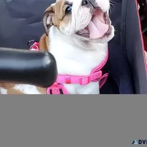 8 week old English Bulldog puppies