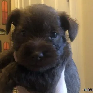 SCHNAUZERS CKC miniature