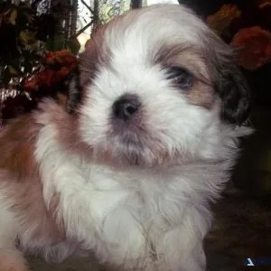 Full AKC Imperial Shih Tzu Female