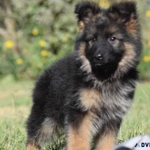 truthful German Shepherd puppies