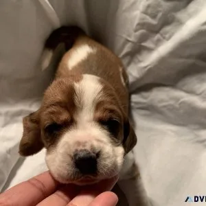 Basset hound pups