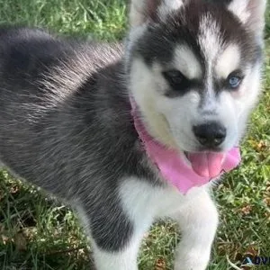 dynamic Siberian Husky puppies
