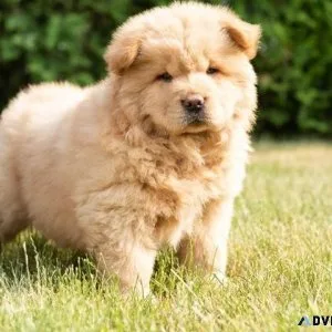 trusty Chow Chow puppies