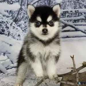 Pomsky puppies