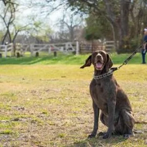 The best dog walkers in delhi