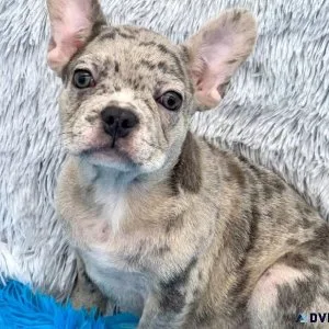 French Bulldogs