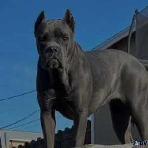 Mastiff Puppies For Sale Reno