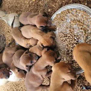Redbone coonhound puppies