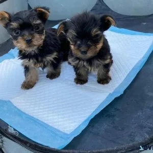 Registered Cute Yorkie Pups For Adoption