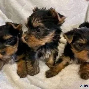 FREE PUPPIES