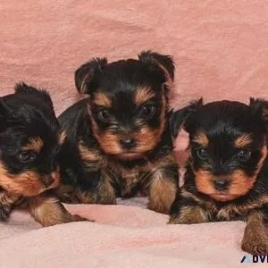 Adorable male and female yorkshire terrier puppies available