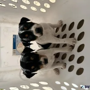 Jack Russells puppies
