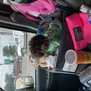 Toy Poodle