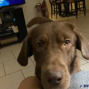 Chocolate lab