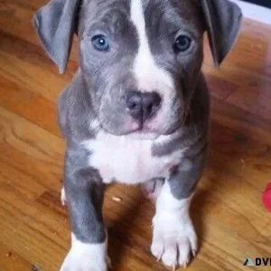 American Pit Bull Terrier Puppy