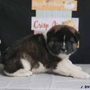 Akita Puppies