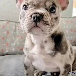 French Bulldog Puppy