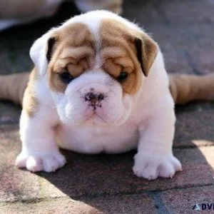 English Bulldog Puppy