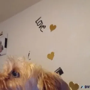 Young Yorkie female available
