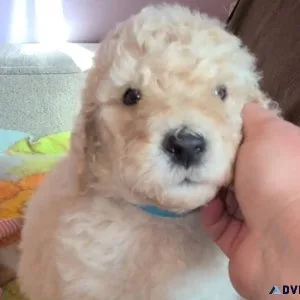 standard poodle puppy
