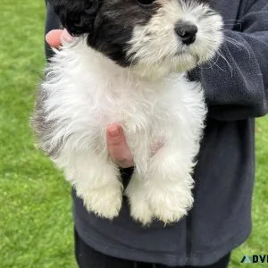 Beautiful Female Shih Poo puppy