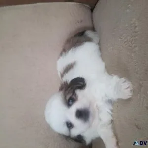 Pekinese puppies