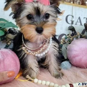 Yorkie Puppy