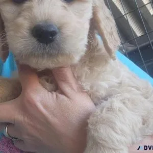 Goldendoodle F1