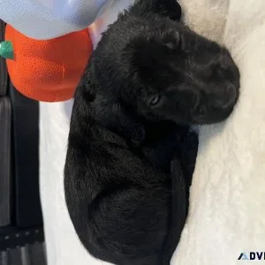 Labradoodle puppies