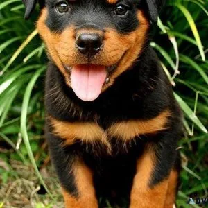 Rottweiler Puppy Ready to Go Now
